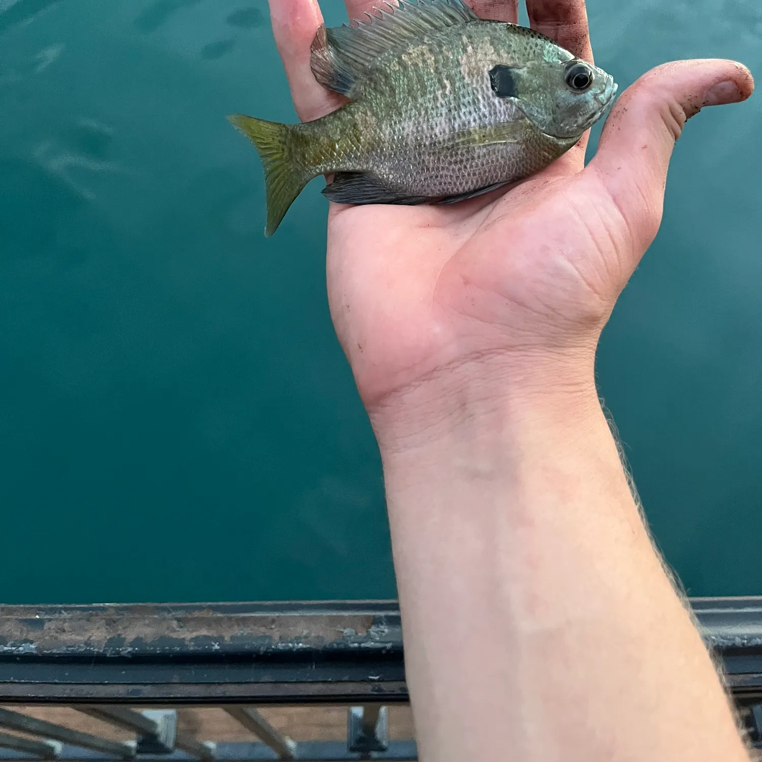 Bluegill caught on Fishbrain