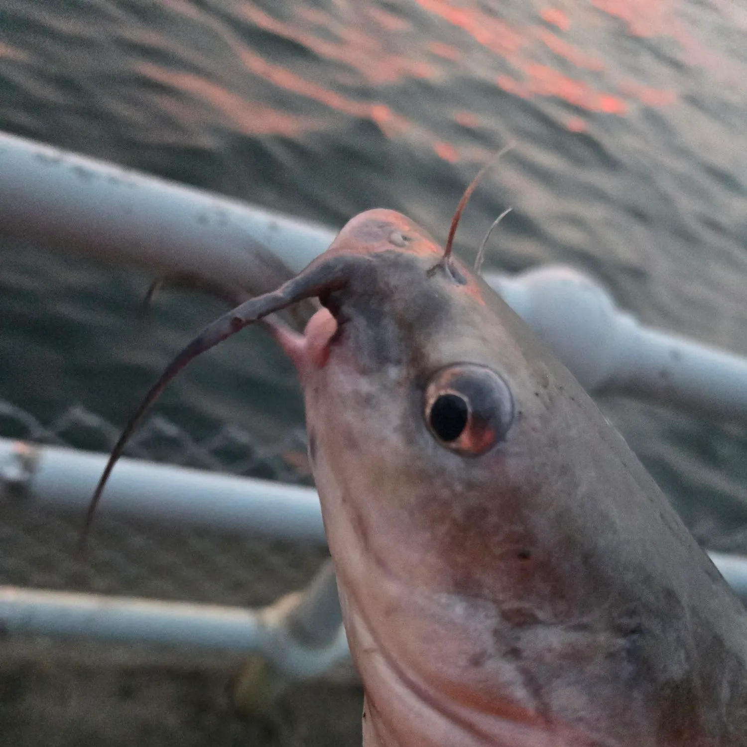 Channel catfish caught on Fishbrain