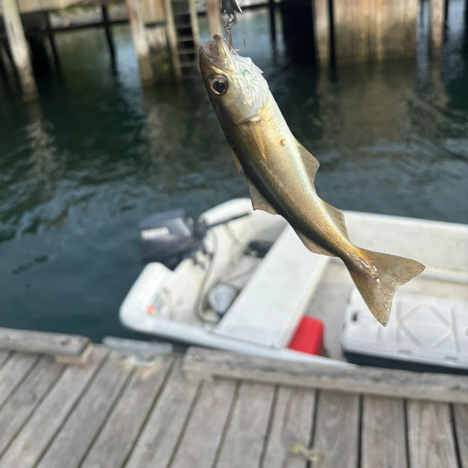 Atlantic pollock caught on Fishbrain