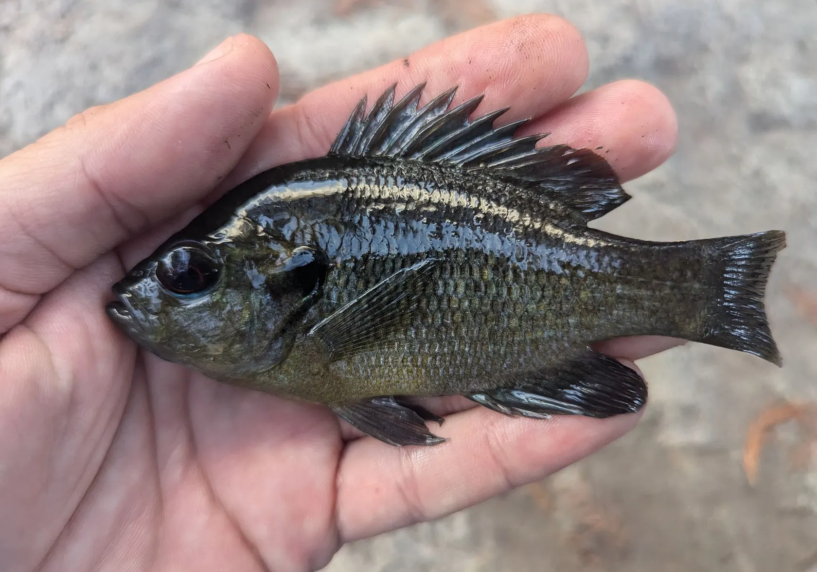 Redspotted sunfish