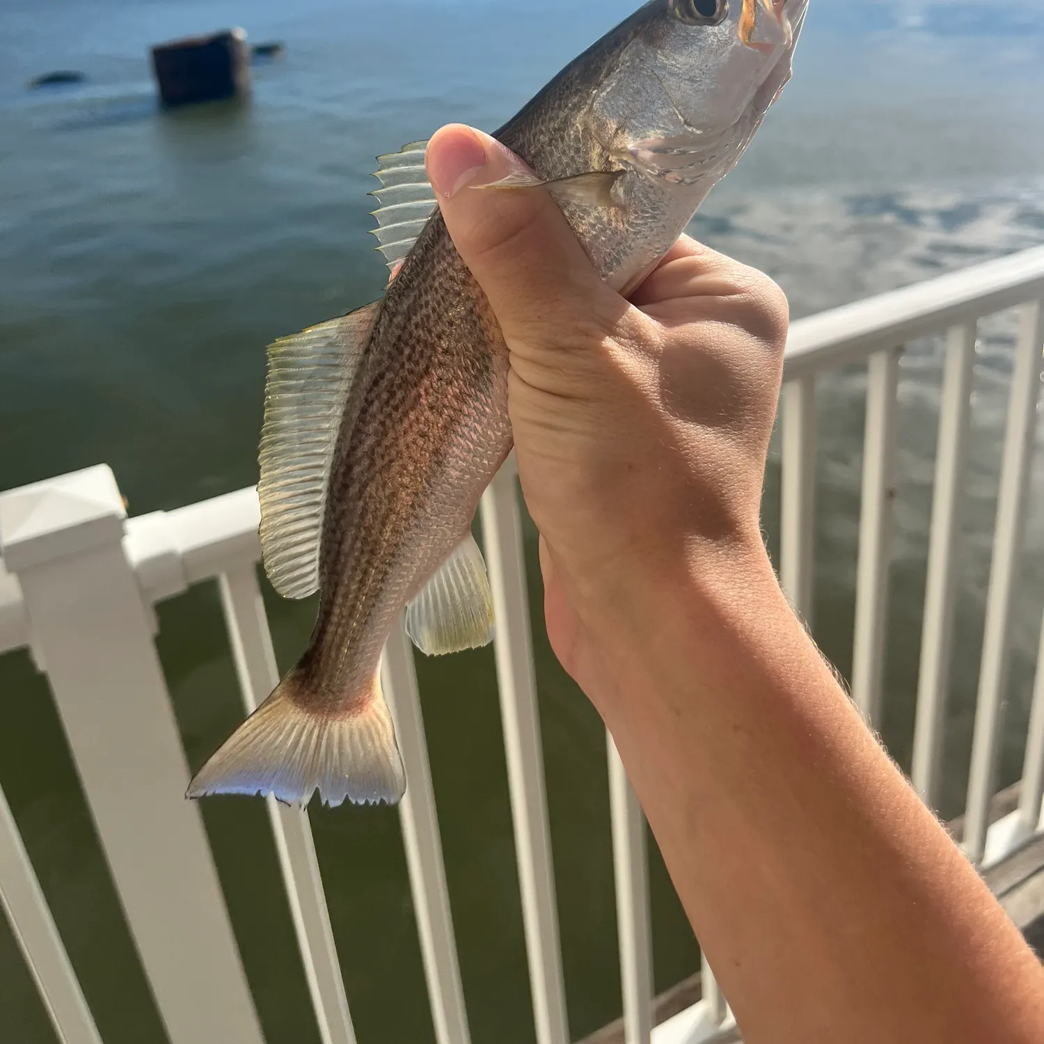 Sand seatrout caught on Fishbrain