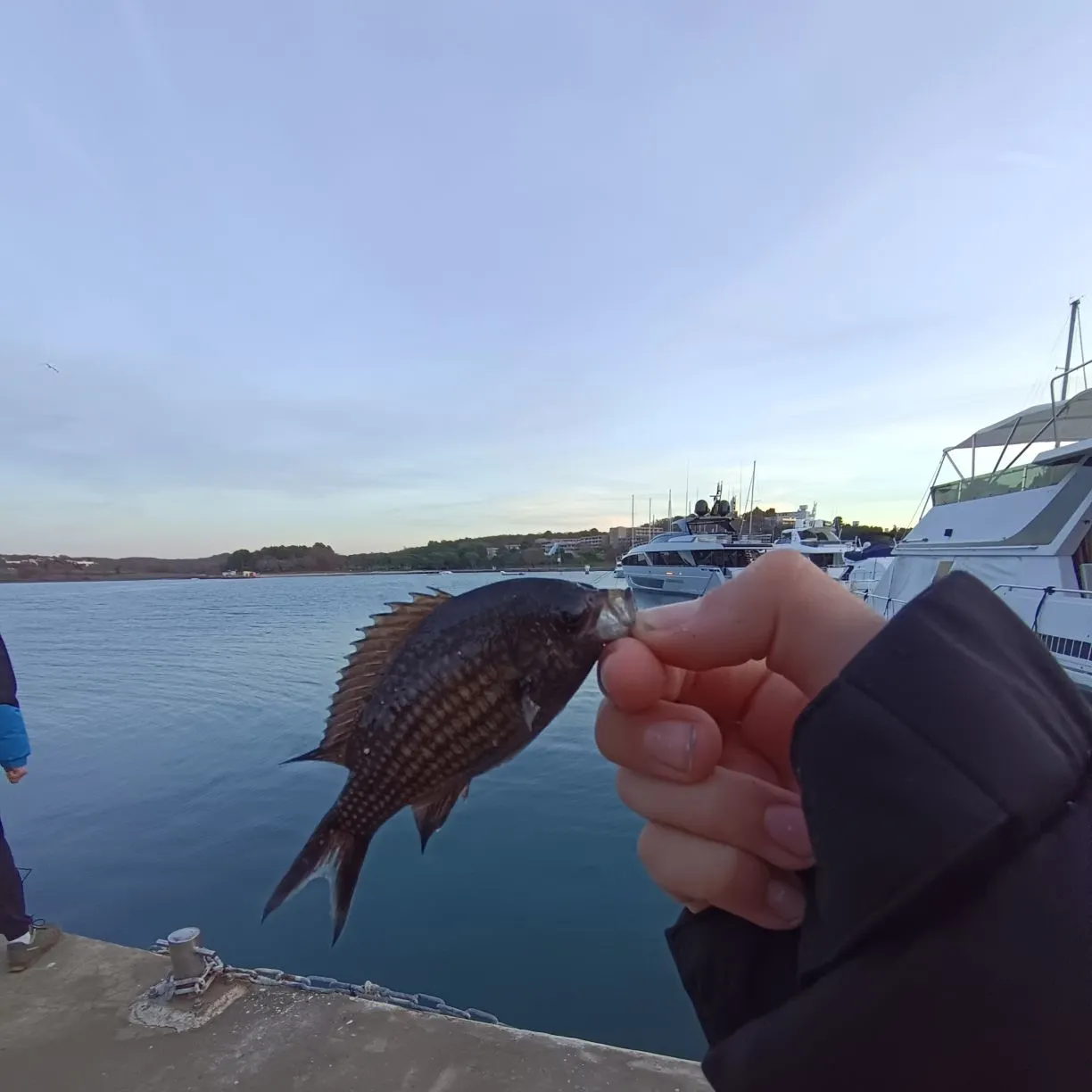 The most recent Mediterranean chromis catches on Fishbrain