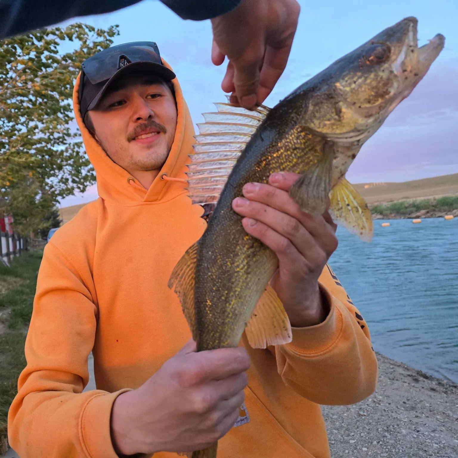 Walleye caught on Fishbrain