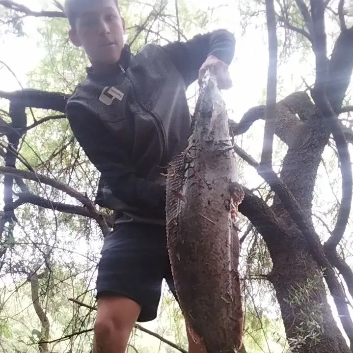 The most recent North African catfish catches on Fishbrain