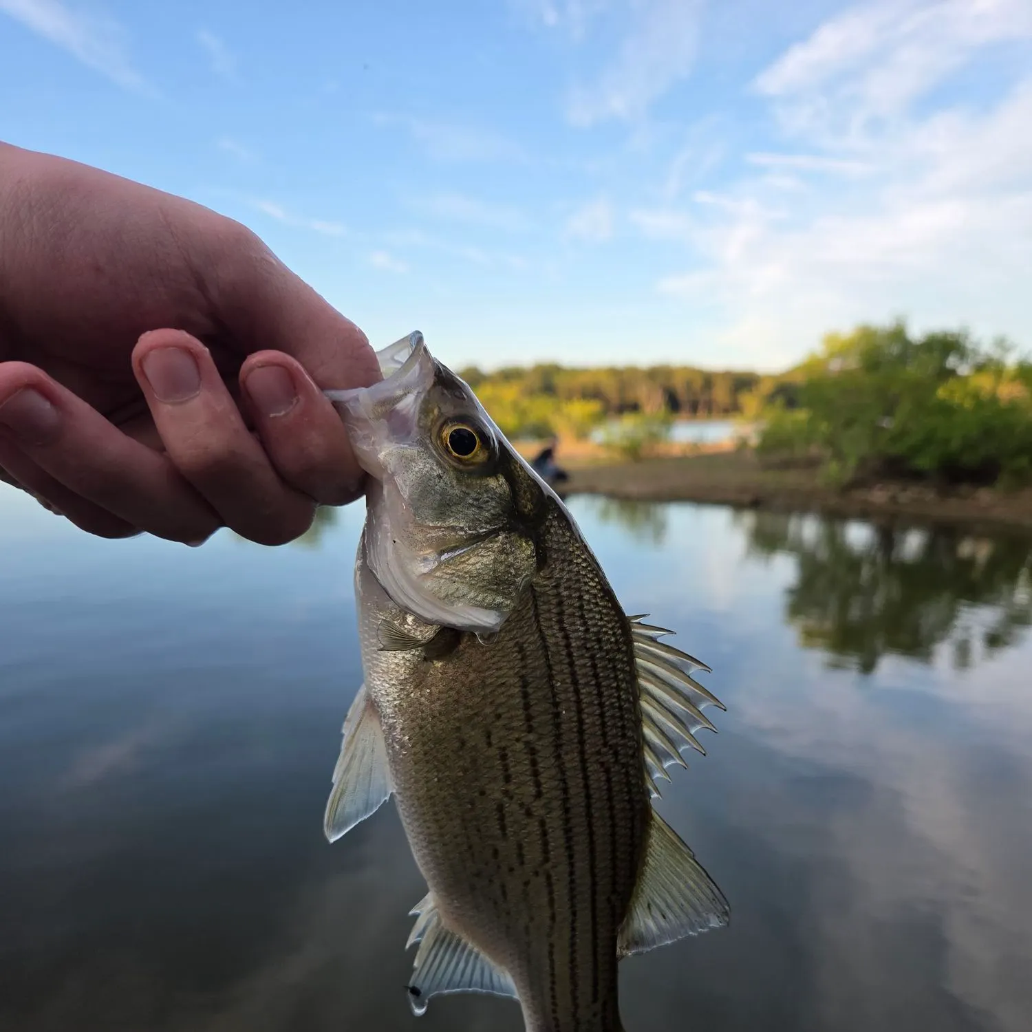 Wiper caught on Fishbrain