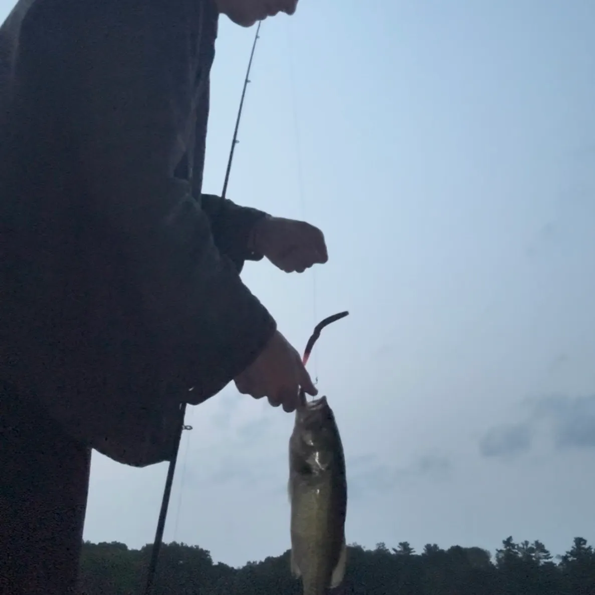 Smallmouth bass caught on Fishbrain