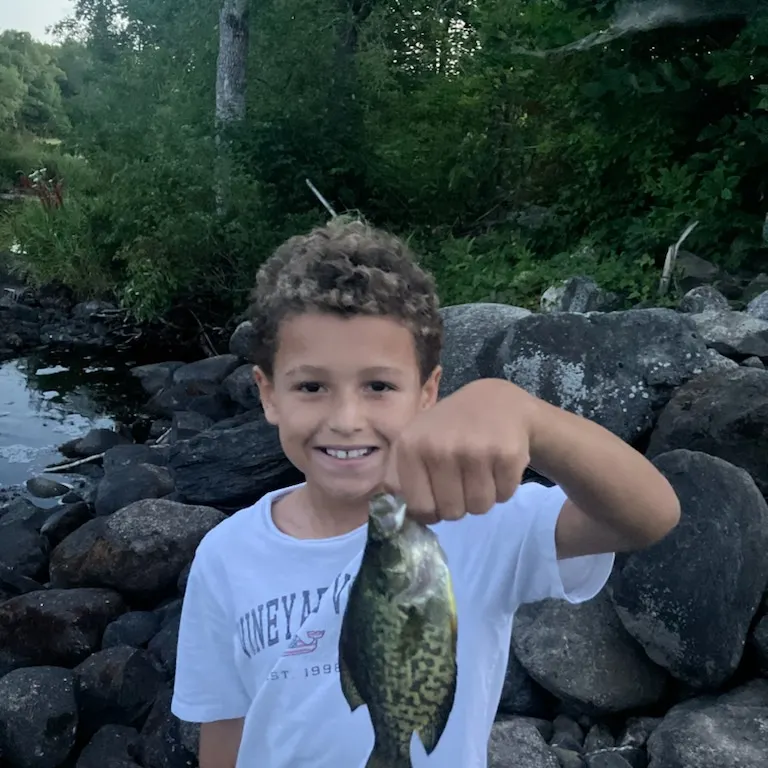 Black crappie caught on Fishbrain