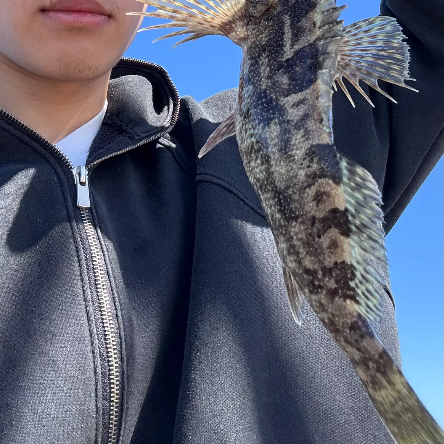 The most recent Rock cale catches on Fishbrain