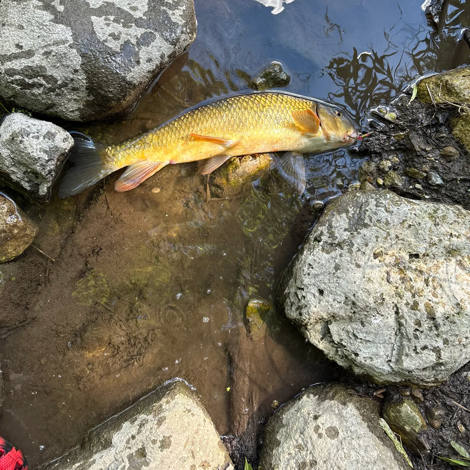 The most recent Golden redhorse catches on Fishbrain