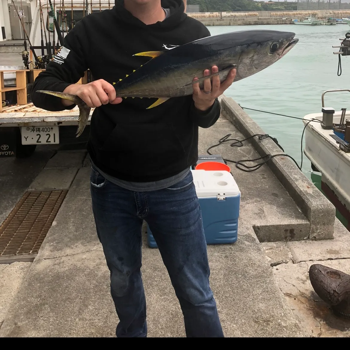 The most recent Yellowfin tuna catches on Fishbrain