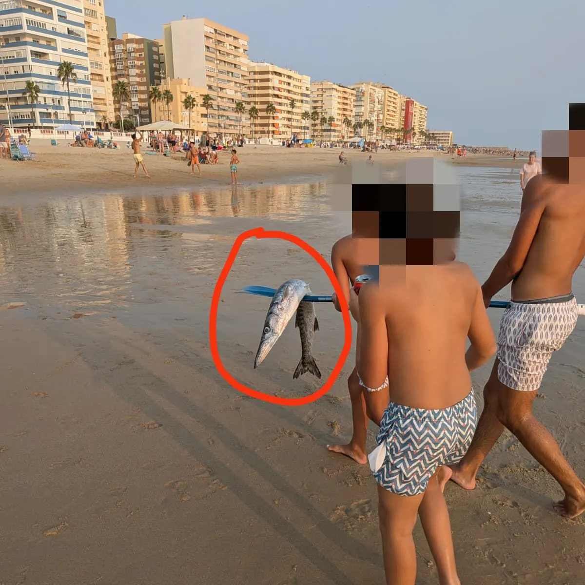 The most recent Mexican barracuda catches on Fishbrain