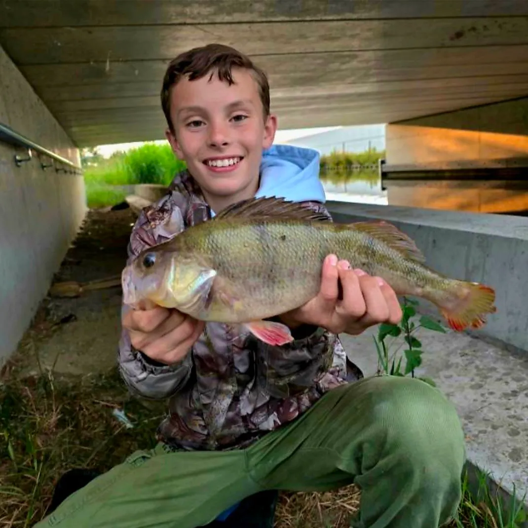 European perch caught on Fishbrain