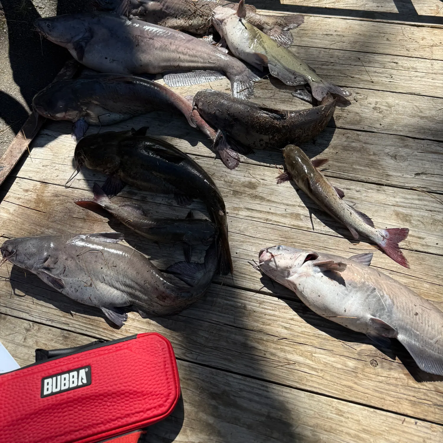 recently logged catches