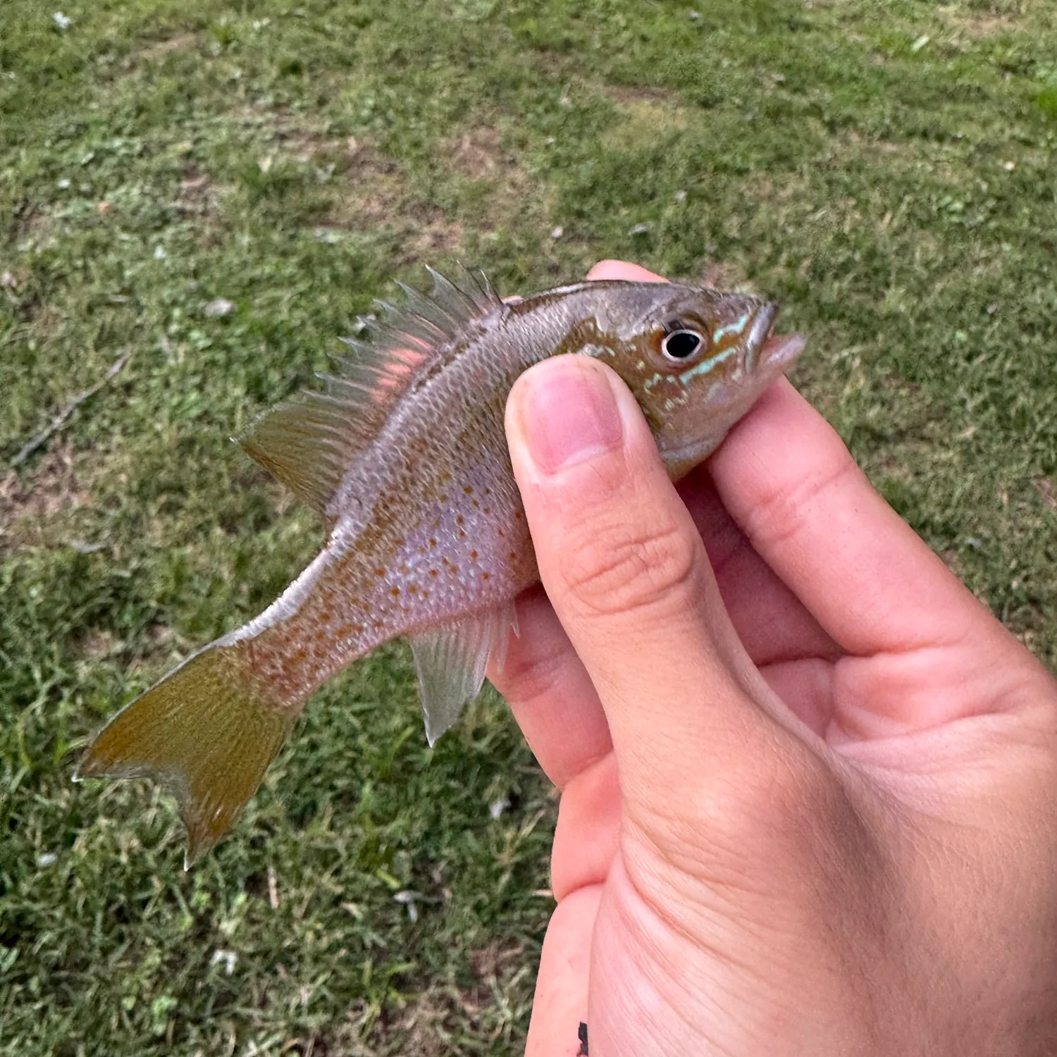 Redbreast sunfish caught on Fishbrain