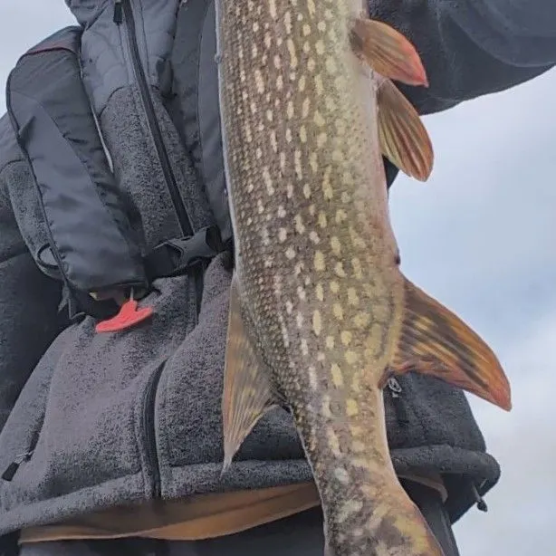 Northern pike caught on Fishbrain