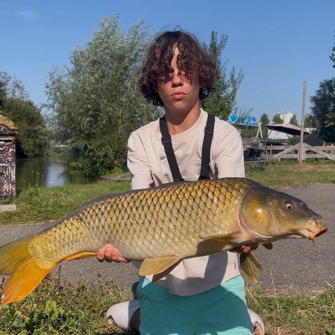 Common carp caught on Fishbrain