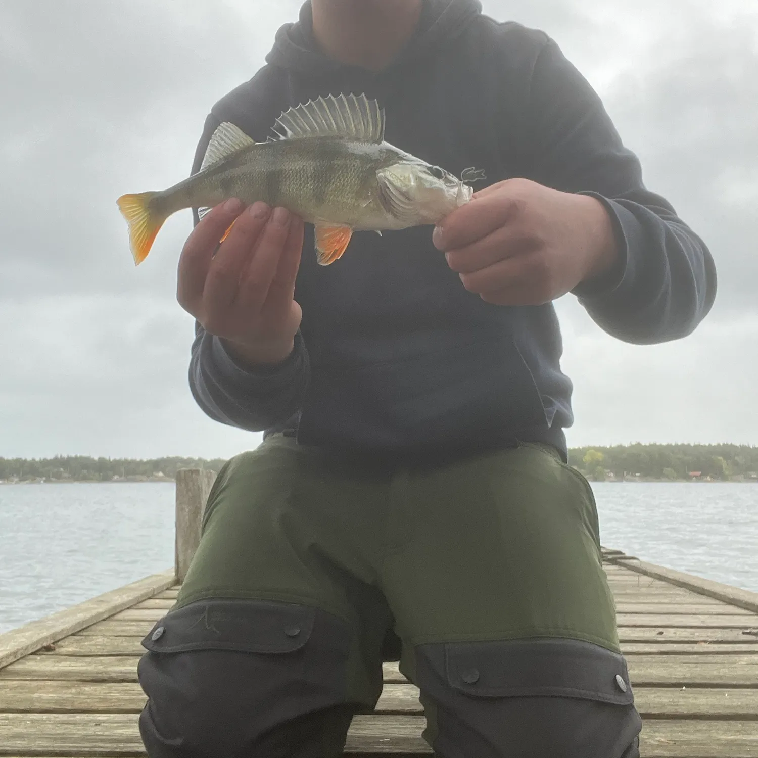 European perch caught on Fishbrain