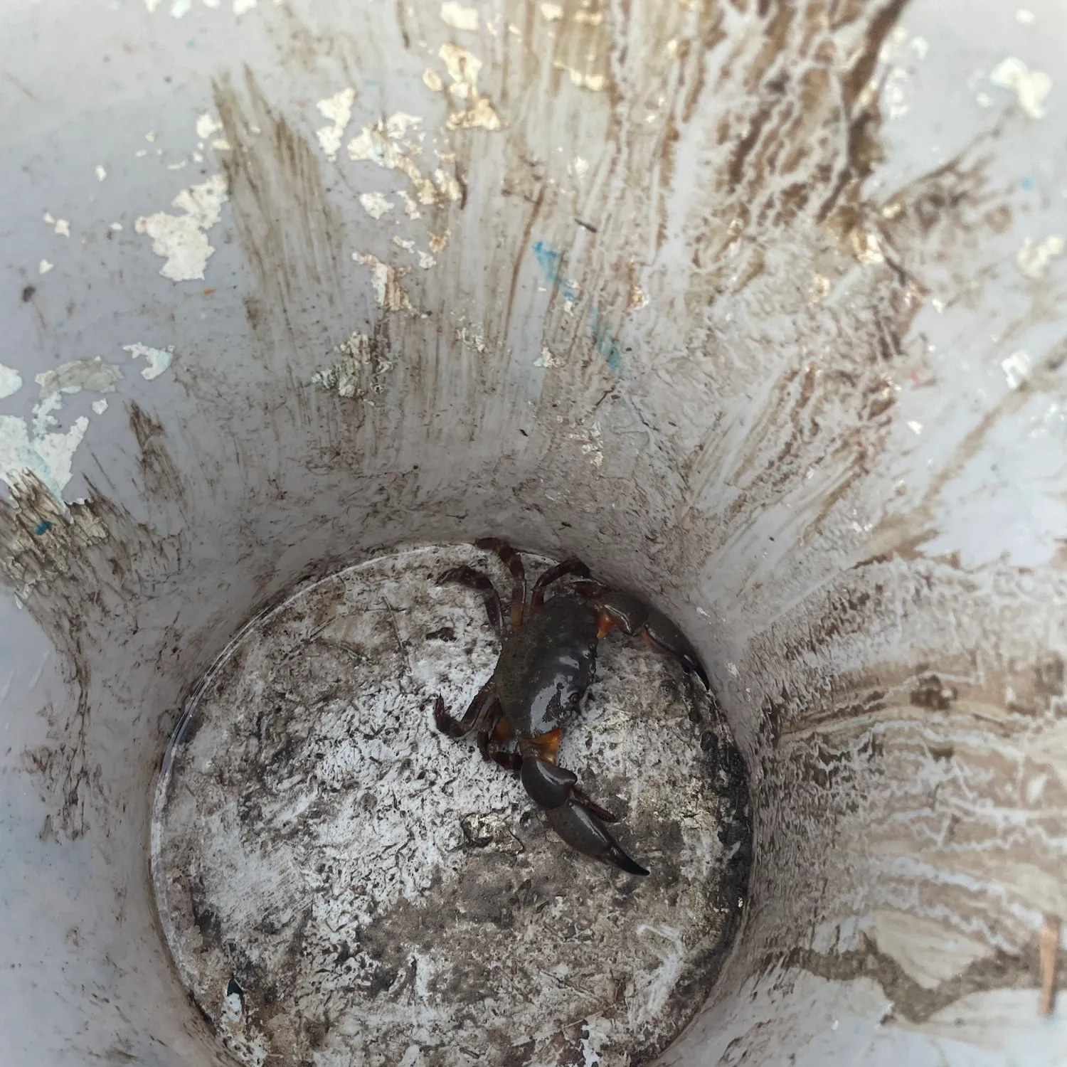 The most recent Florida stone crab catches on Fishbrain