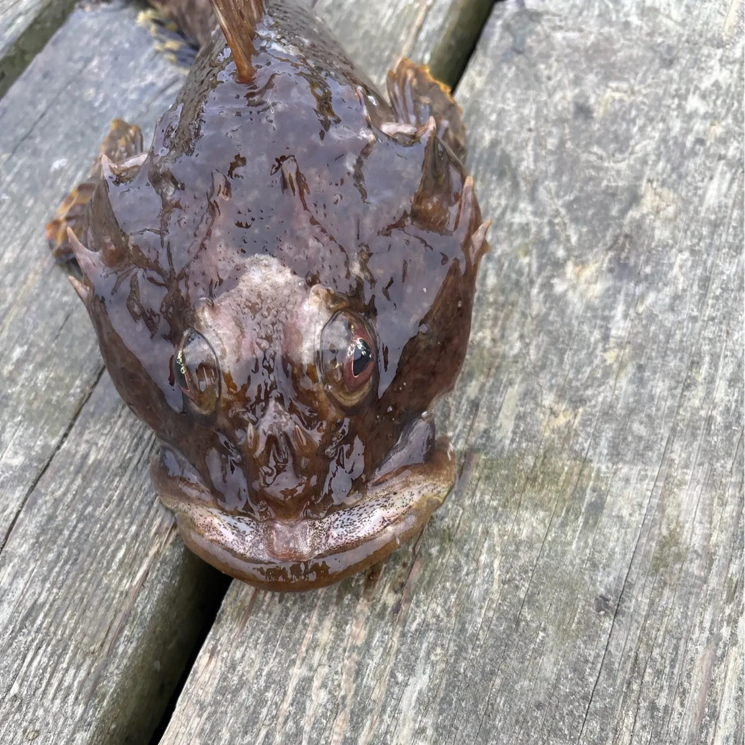 The most recent Buffalo sculpin catches on Fishbrain