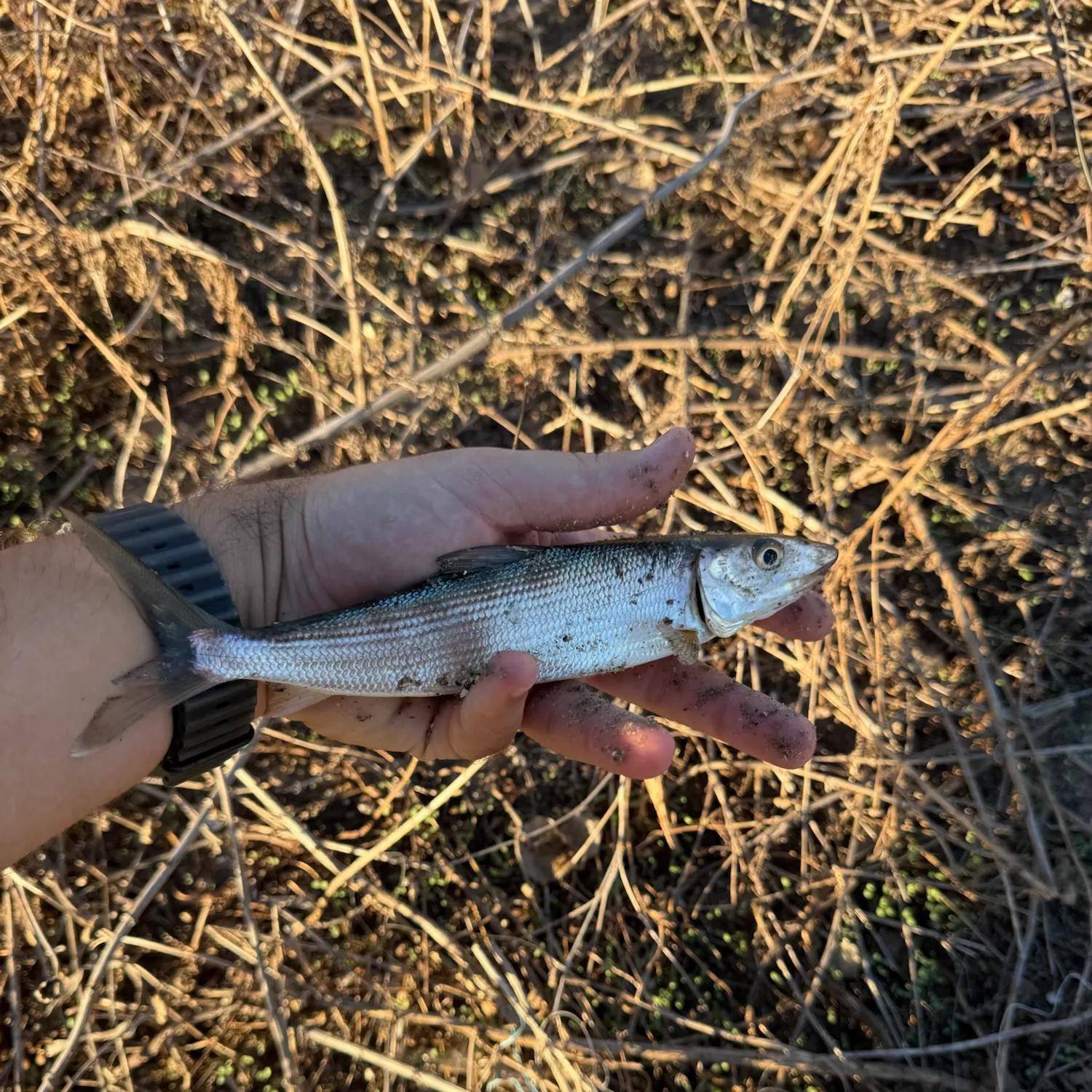 West Atlantic bonefish caught on Fishbrain