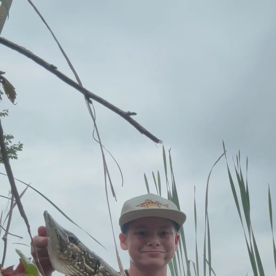 Northern pike caught on Fishbrain
