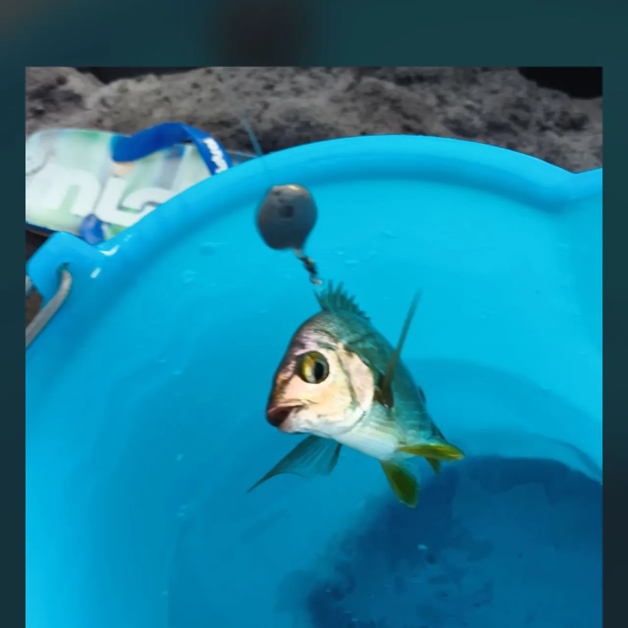 Annular seabream caught on Fishbrain