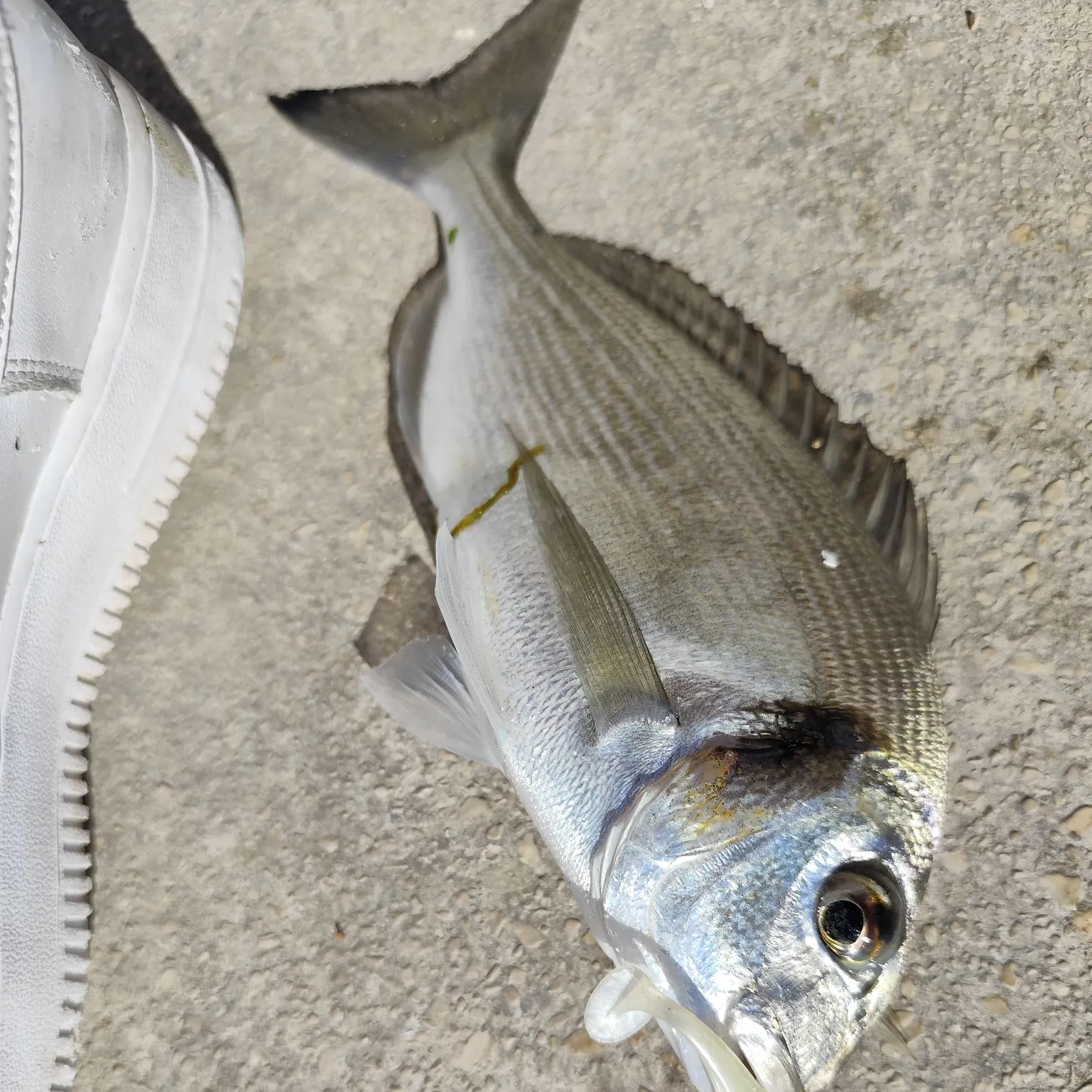 The most recent Gilthead seabream catches on Fishbrain