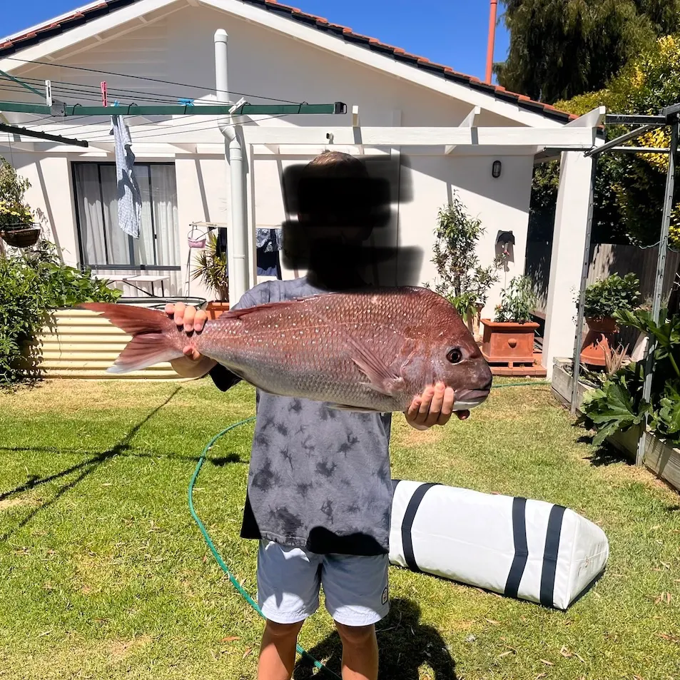Australasian snapper caught on Fishbrain