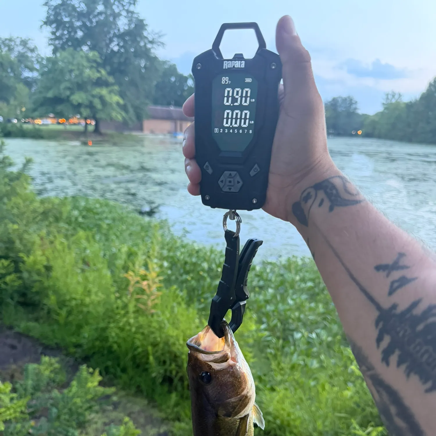 recently logged catches