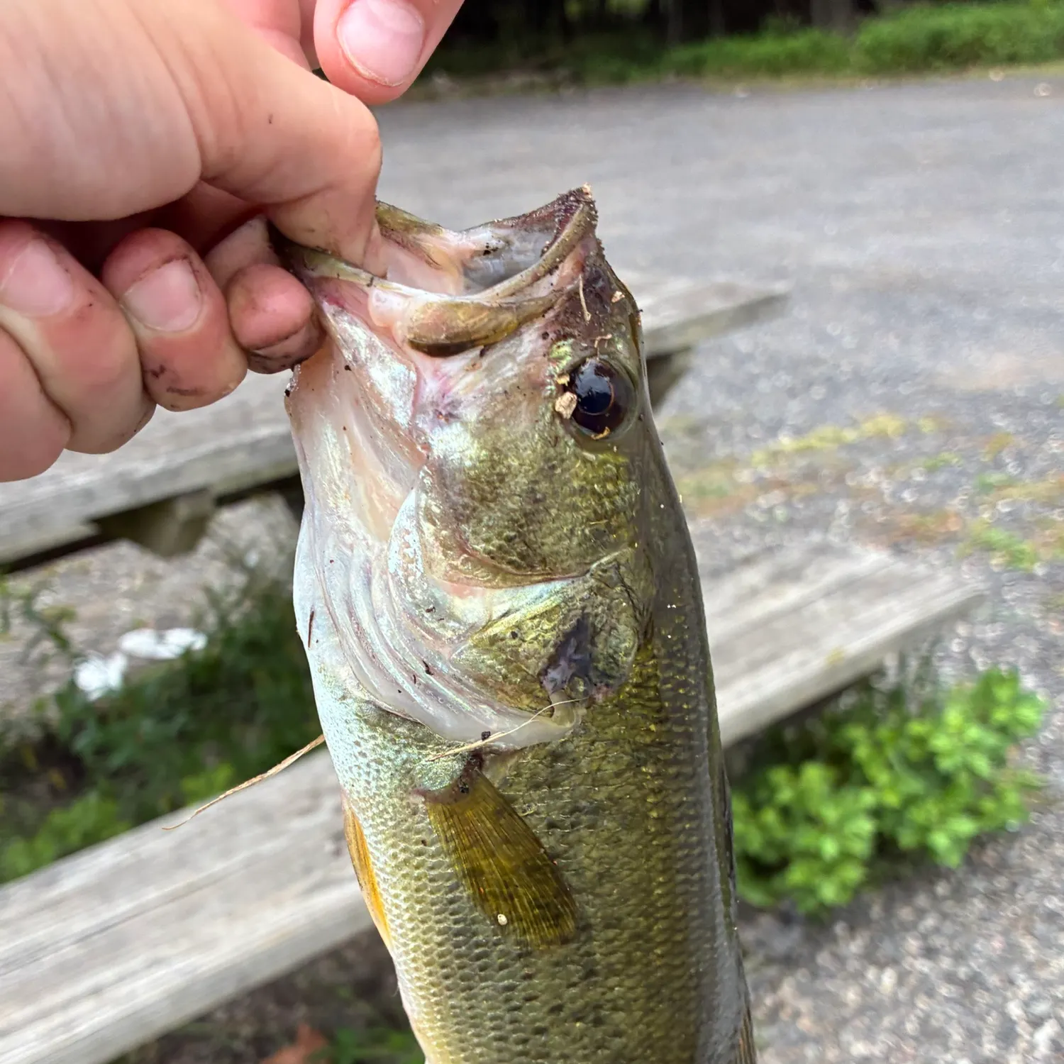 Largemouth bass caught on Fishbrain