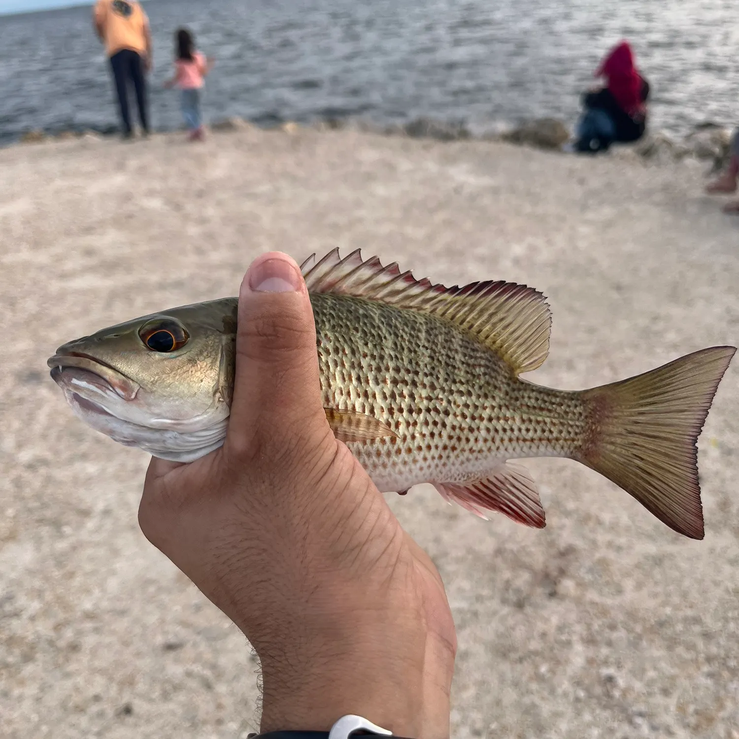 Mangrove snapper caught on Fishbrain