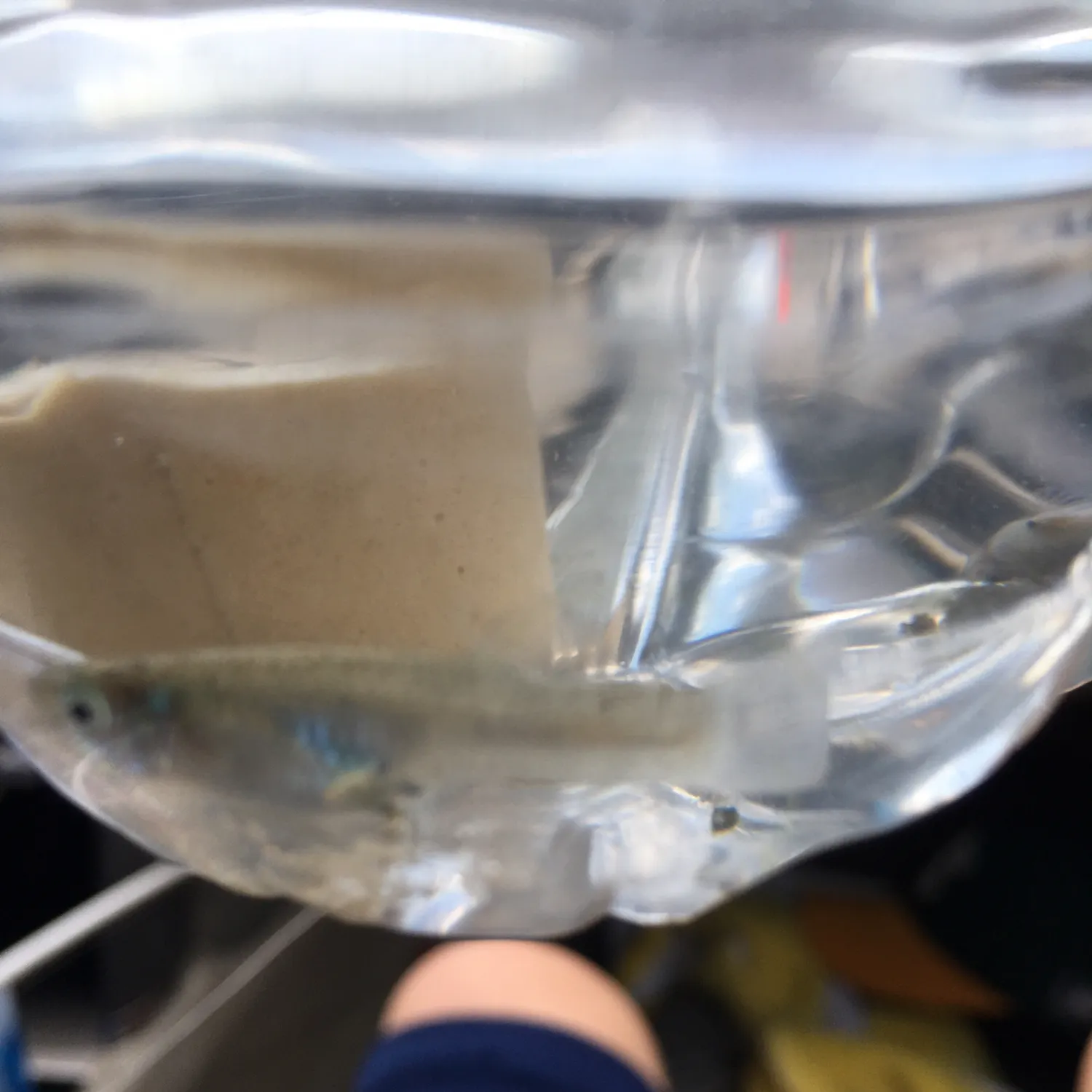 Fish caught on Fishbrain
