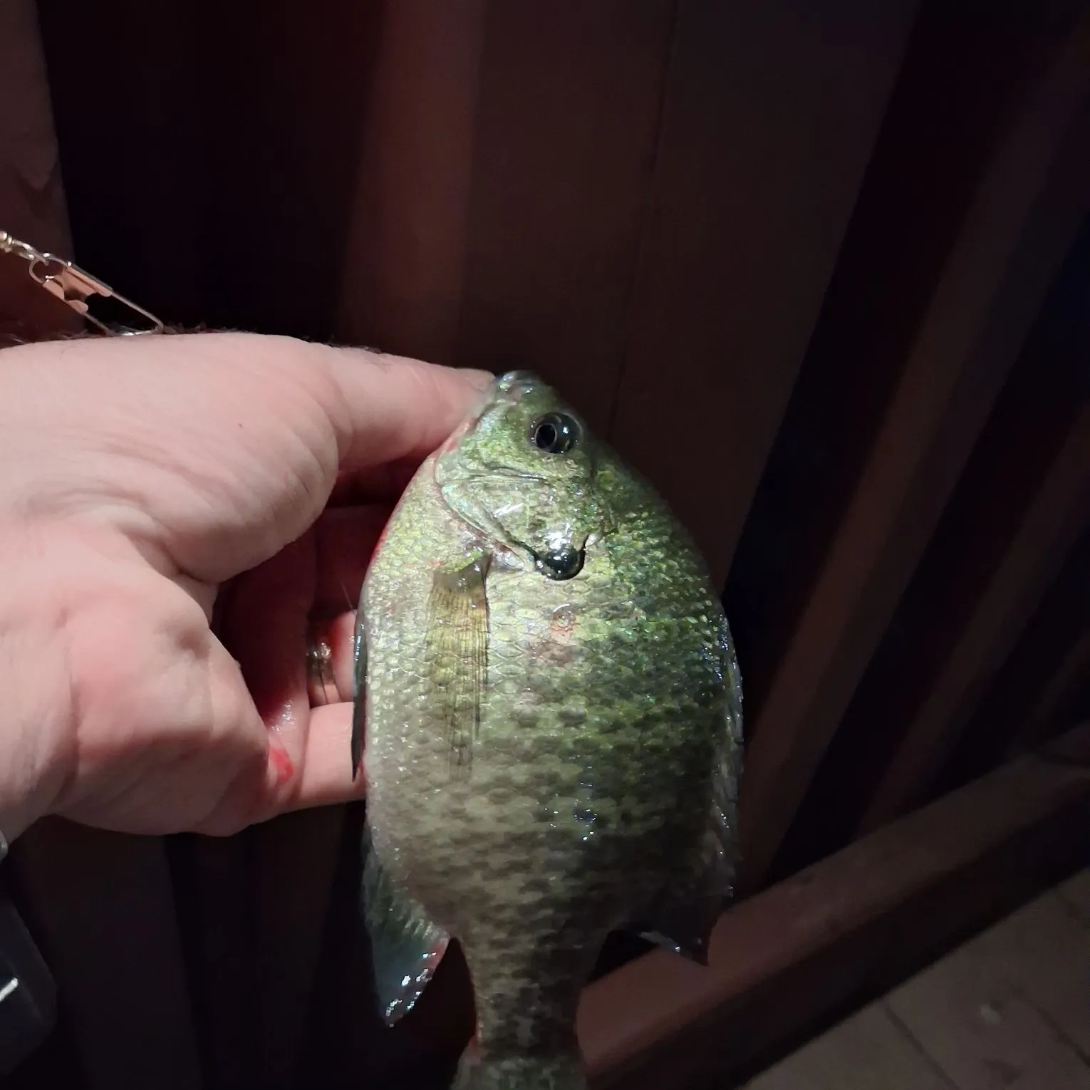Bluegill caught on Fishbrain