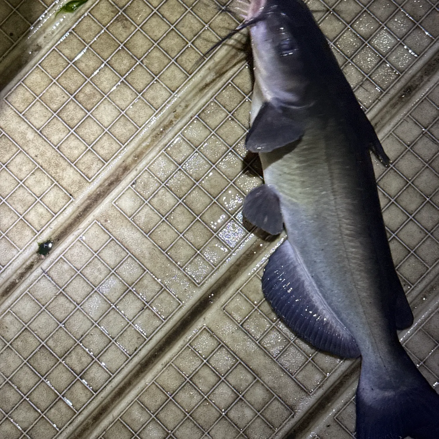 Channel catfish caught on Fishbrain