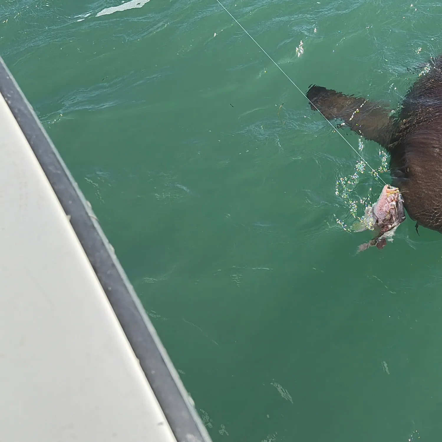 The most recent Nurse shark catches on Fishbrain
