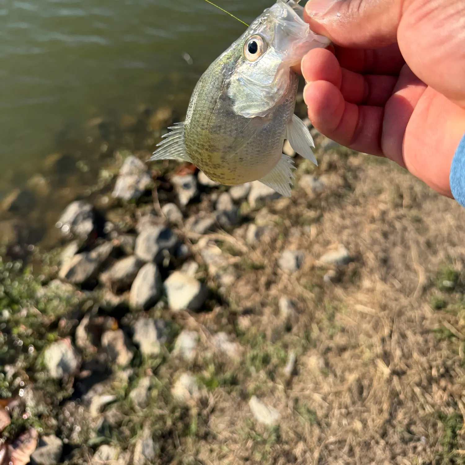 White crappie caught on Fishbrain