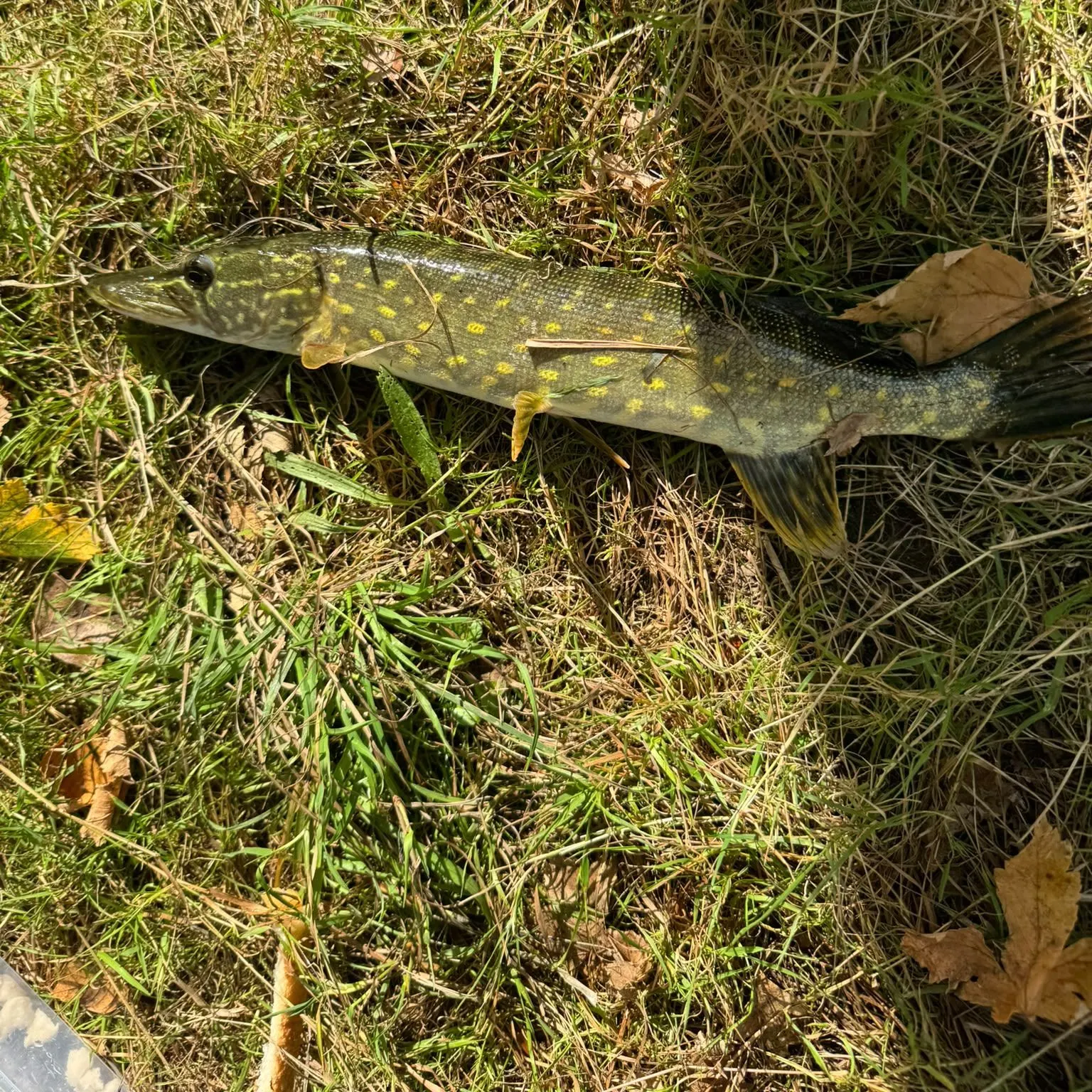 Northern pike caught on Fishbrain