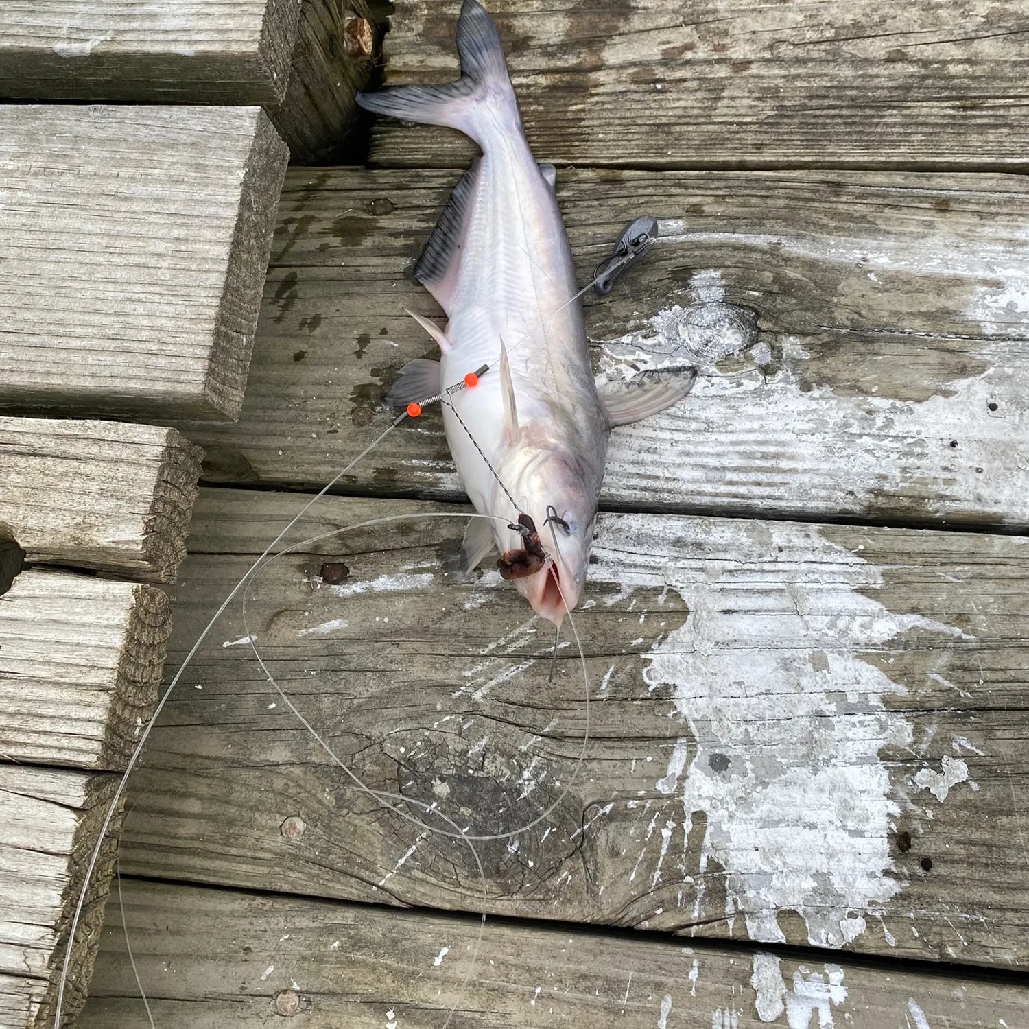 angler catch