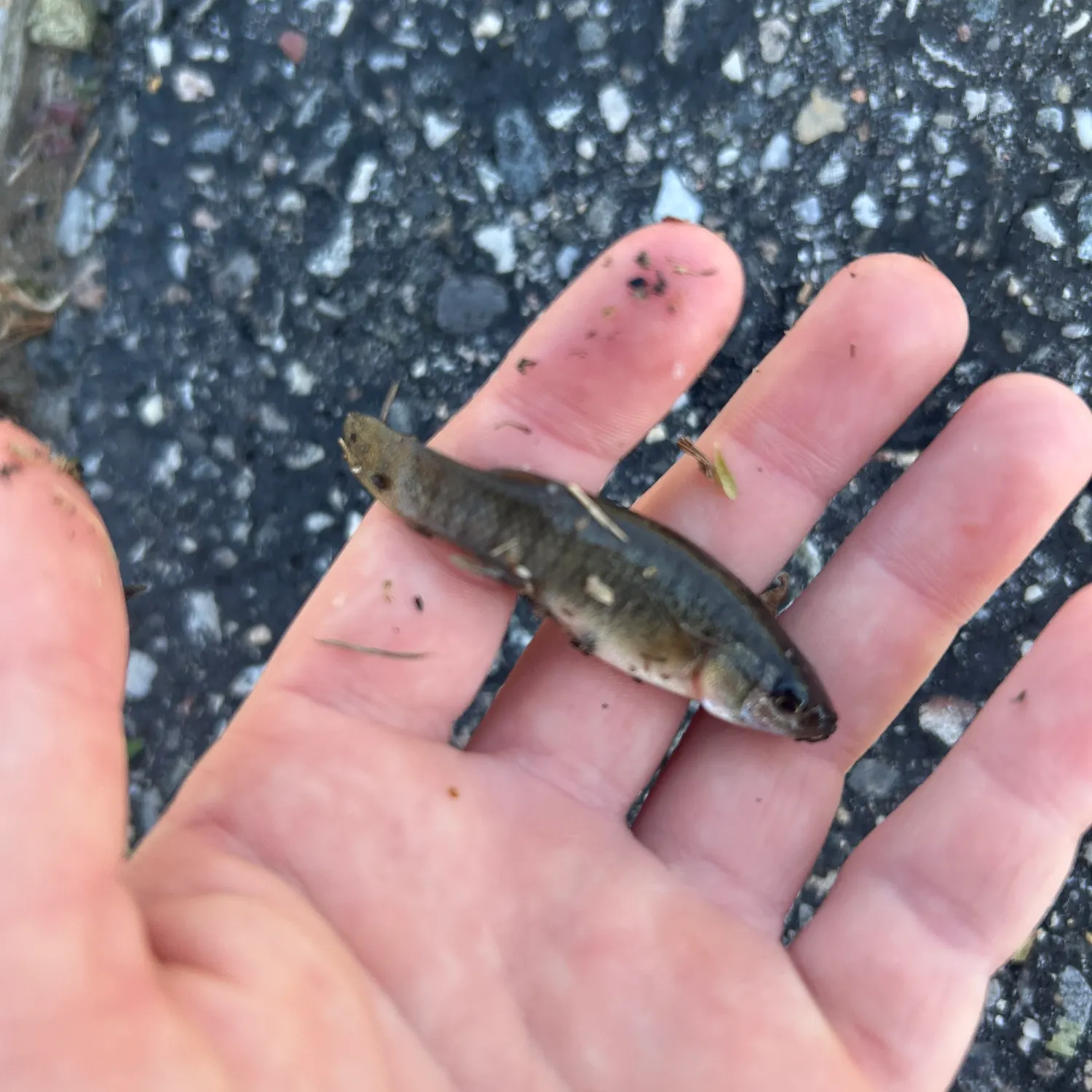 The most recent Mummichog catches on Fishbrain