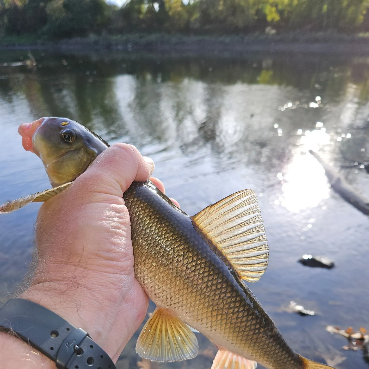 White sucker caught on Fishbrain