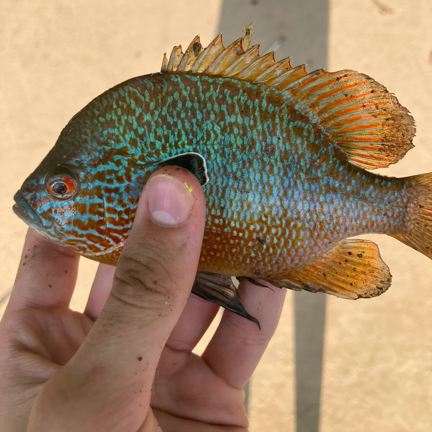 catch