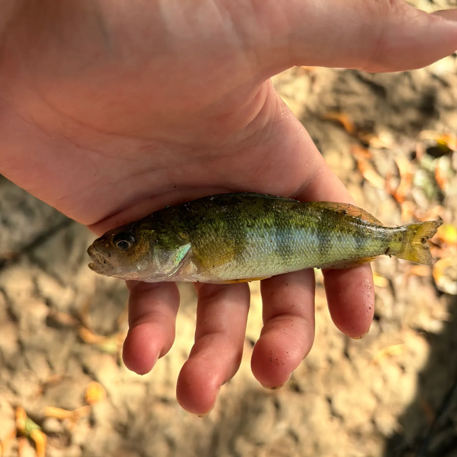 Yellow perch caught on Fishbrain