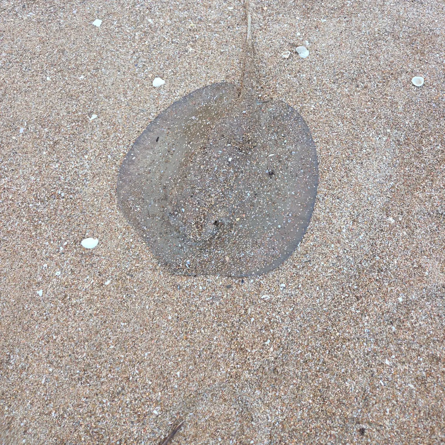 The most recent Common stingray catches on Fishbrain