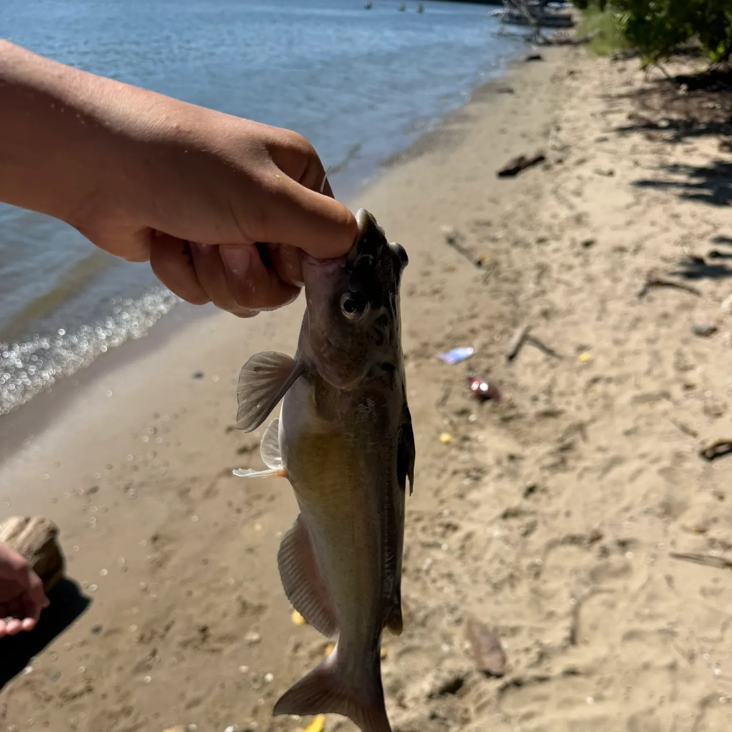 Channel catfish caught on Fishbrain