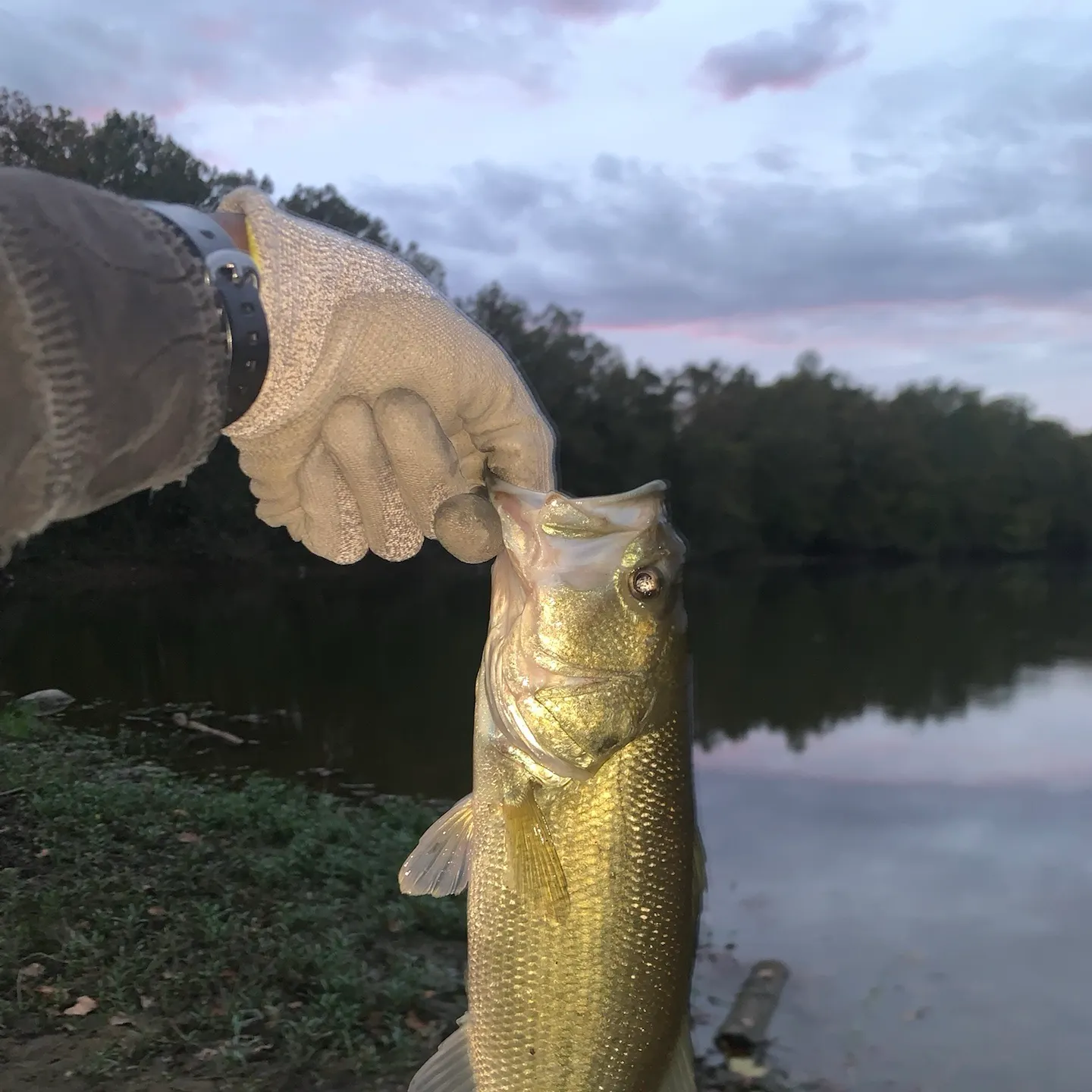 Largemouth bass caught on Fishbrain