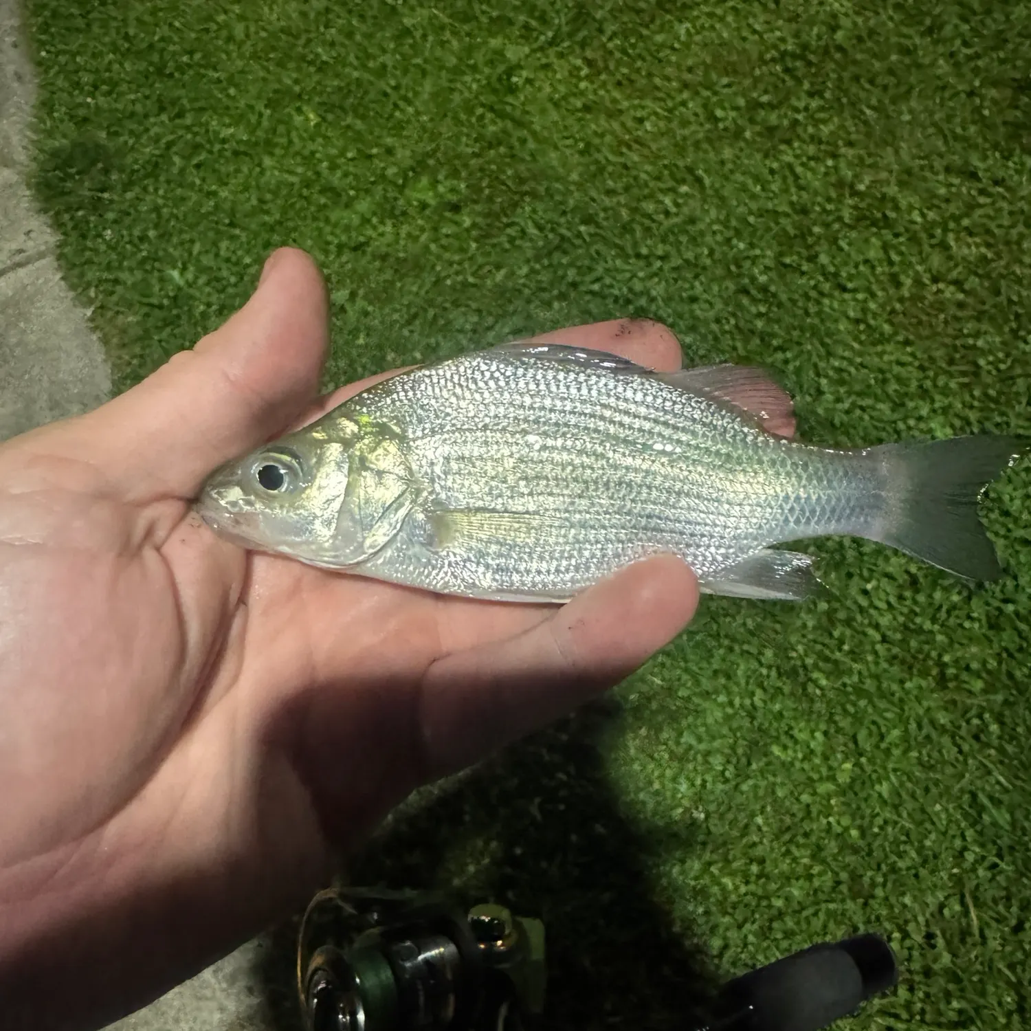 White perch caught on Fishbrain