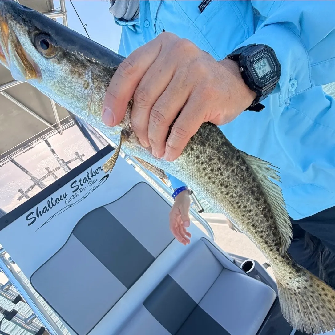 Spotted seatrout caught on Fishbrain