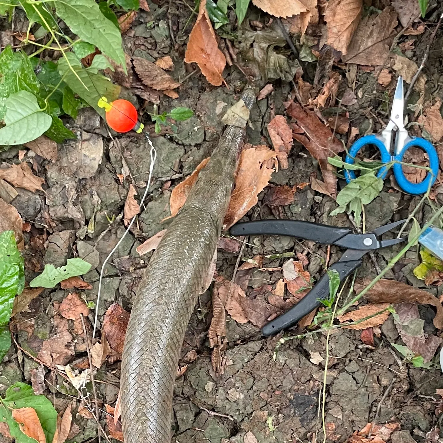 The most recent Longnose gar catches on Fishbrain