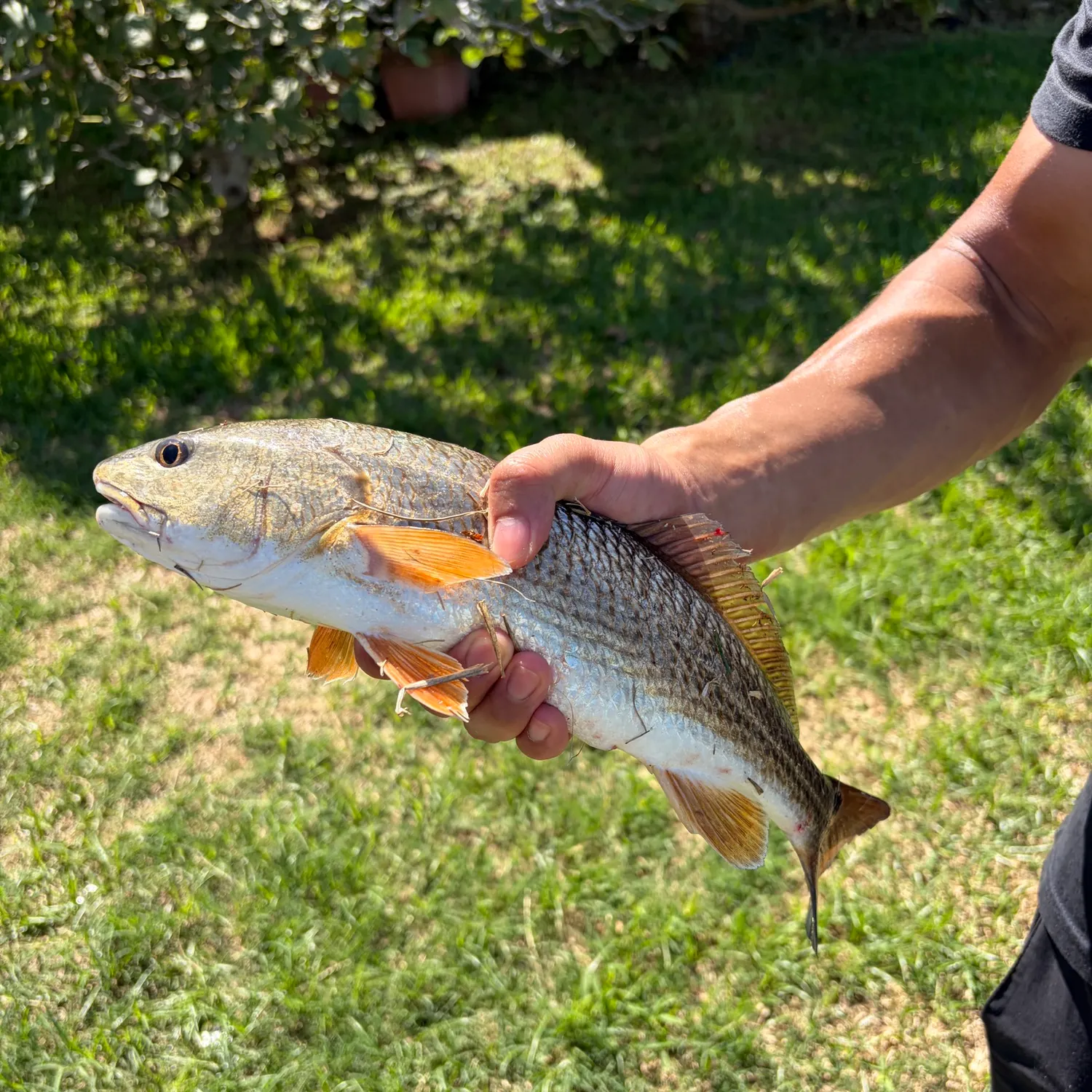 Red drum caught on Fishbrain