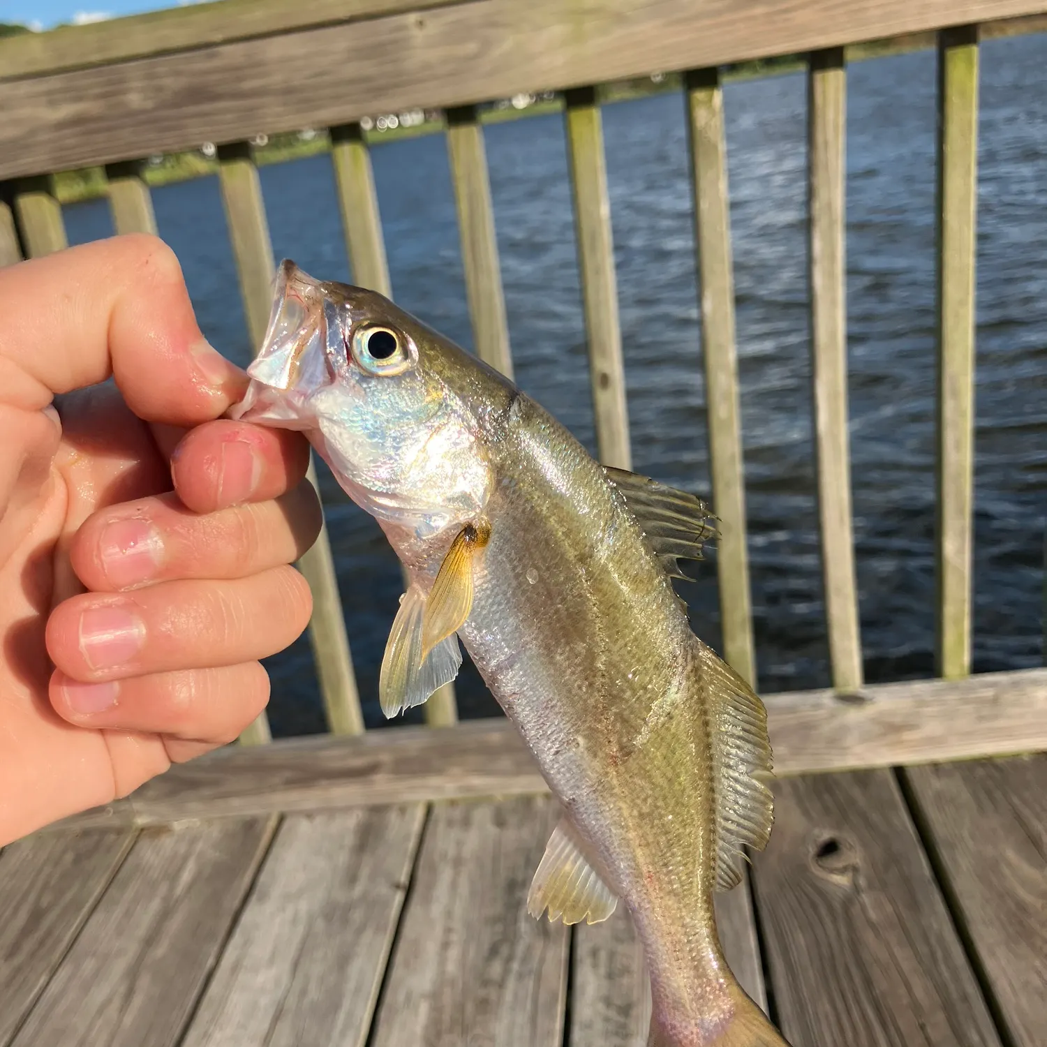 The most recent Silver seatrout catches on Fishbrain
